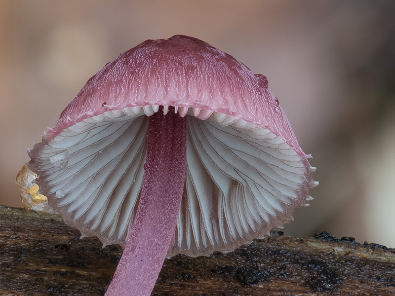 Mycena haematopus Mycena haematopus